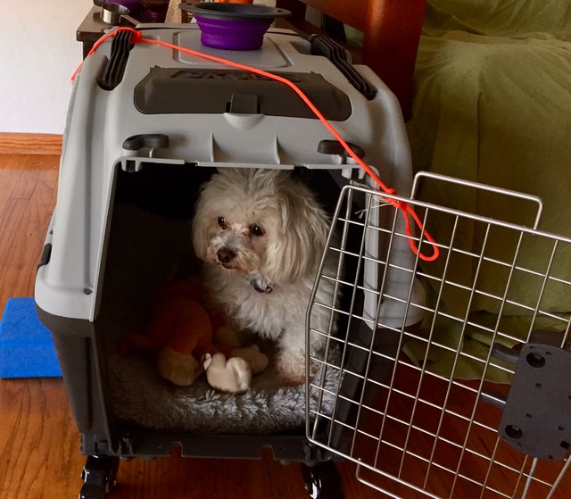 Lily testing the Skudo Crate