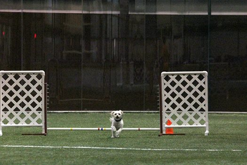 Lily agility